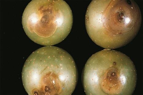 Disease management update for muscadines in the Southeast Phillip M.
