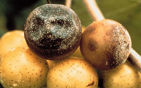 Ripe Rot (Glomerella cingulata) Can infect at any stage of fruit