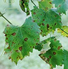 Black Rot (Guignardia bidwellii f. muscadinii) Major problem in bunch grapes.