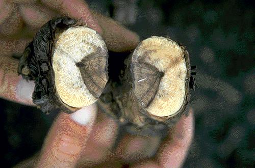 Grape Bot Canker (Botryodiplodia theobromae) pruning wound disease commonly seen in vines 10 or