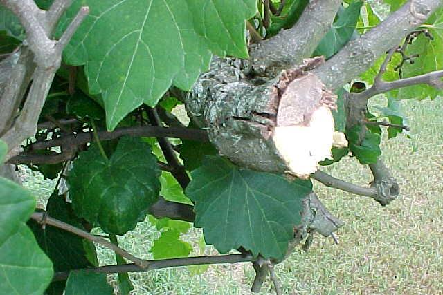 Pruning wound diseases are also observed in muscadine.