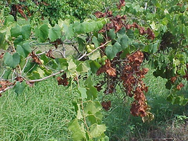 Collapse of muscadines in the