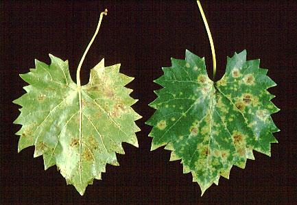 Angular Leaf Spot (Mycosphaerella angulata or Cercospora brachypus) Great potential to limit yield in muscadine