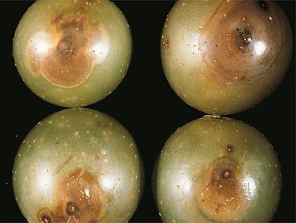 Macrophoma Rot (Botryosphaeria dothidea) Can be very destructive in muscadines.