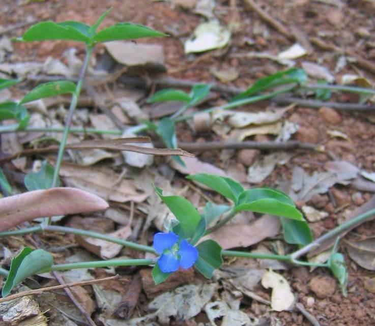 Commelinceae Commelina diffusa Wandering Jew, Scurvy Weed Blue flowering native - grows