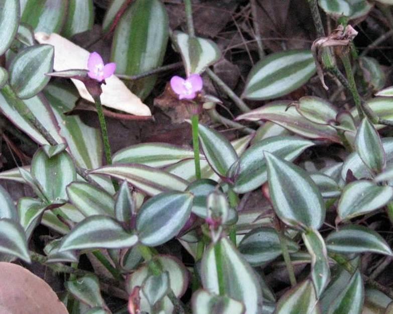 Commelinceae Tradescantia zebrina Silvery Inch Plant,