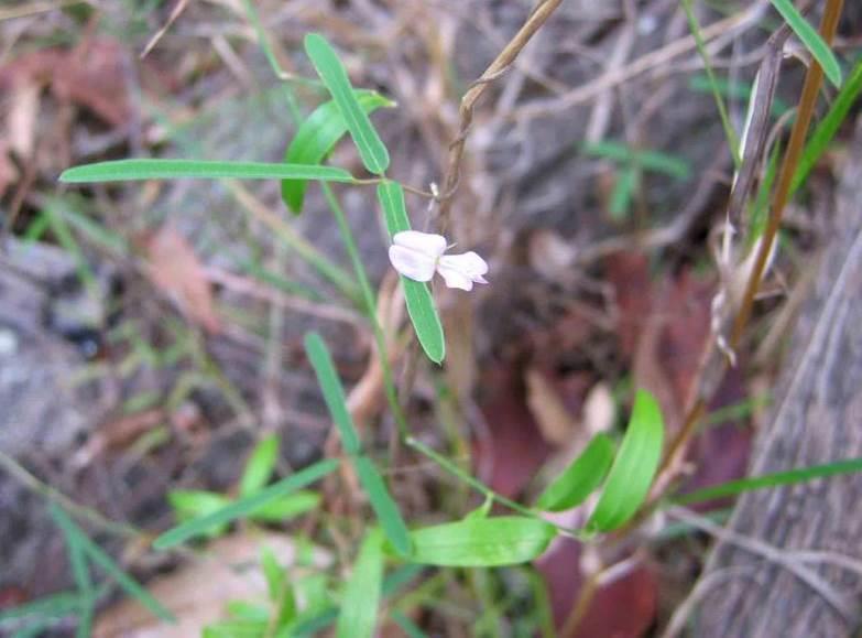 Fabaceae Galactia tenuiflora