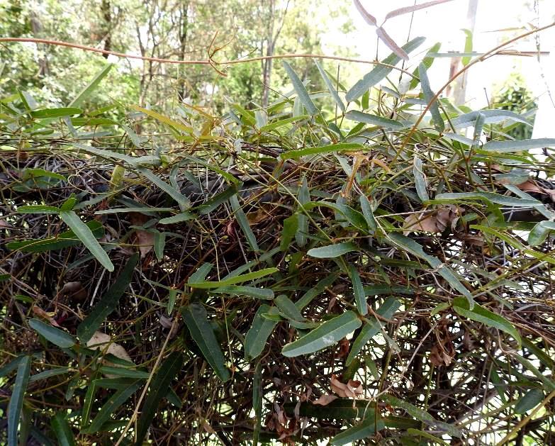 Fabaceae Kennedia