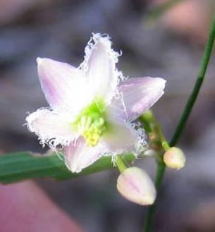 Laxmanniaceae Eustrephus latifolius Wombat Berry Similar to Scrambling Lilly thinner