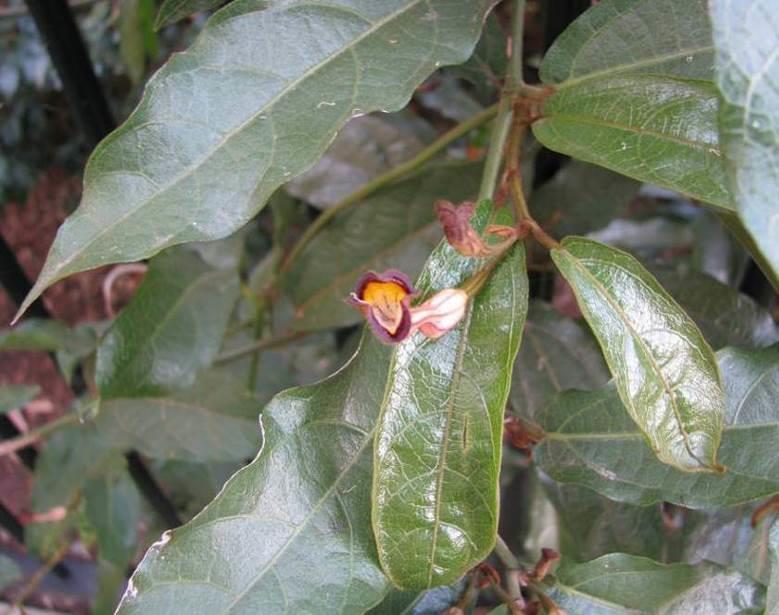 Aristolochiaceae Pararistolochia
