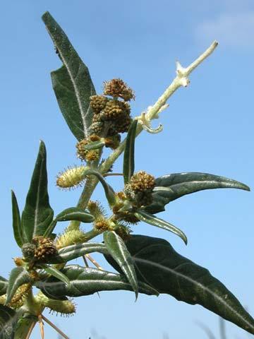 angustifolia Narrow-leaf