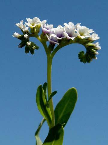 Boraginaceae Cynoglossum grande