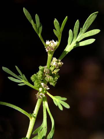 Cress Brassicaceae Coronopus