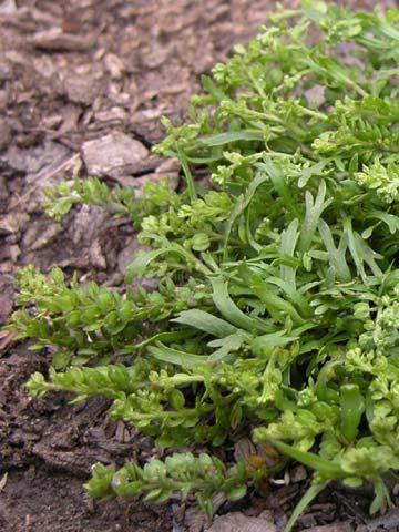 Peppergrass Brassicaceae