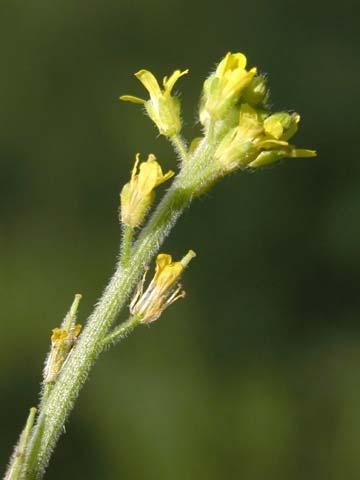 Sinapis arvensis Yellow