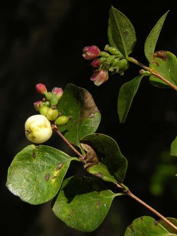 Sambucus mexicana Blue Elderberry
