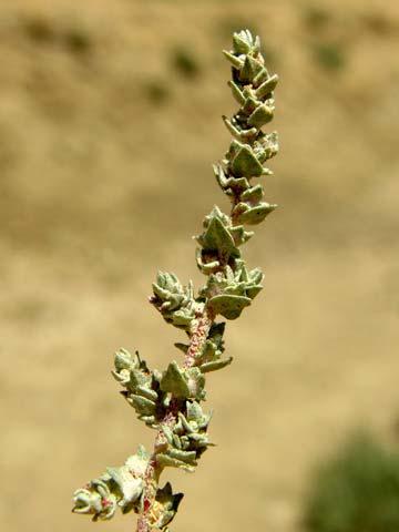 Bush Chenopodiaceae Atriplex