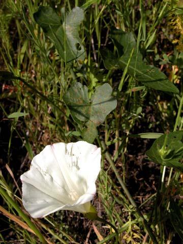 Salicornia virginica Virginia