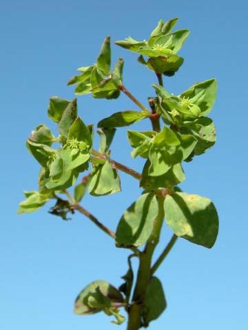 serpyllifolia Thymeleaf Spurge