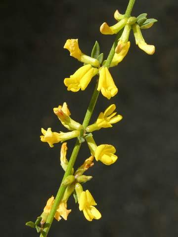 Deerweed Lotus purshianus