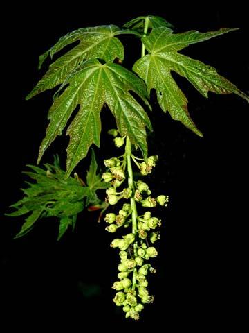 Aceraceae Wild Plants of the