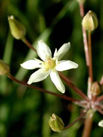 Stinkbells Liliaceae