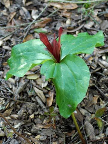 Common Muilla Liliaceae