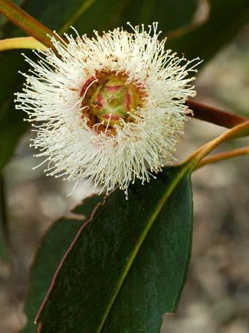 Malvaceae Sidalcea malvaeflora