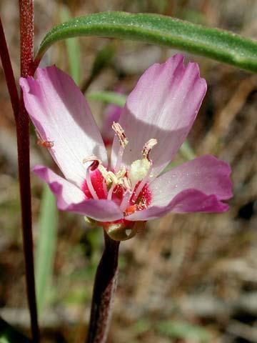 Suncup Onagraceae Clarkia