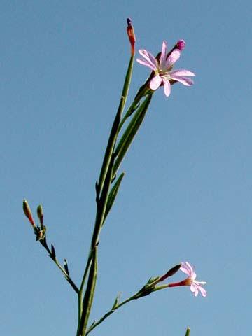 Clarkia unguiculata Elegant