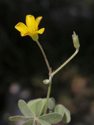 Primrose Onagraceae Oenothera