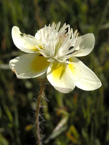 Papaveraceae Meconella