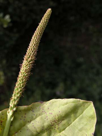 Dwarf Plantain Plantaginaceae