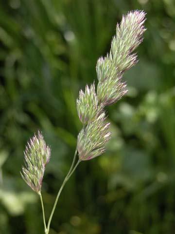 Grass Cynosurus