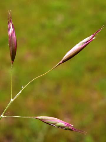 Dogtail Grass Dactylis
