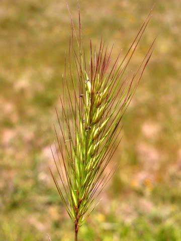 Barley  californicum