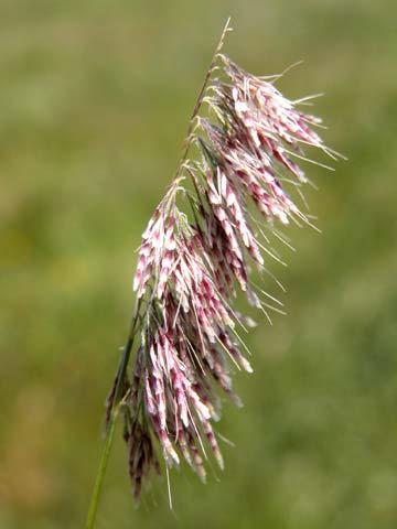 Barley Hordeum murinum ssp.