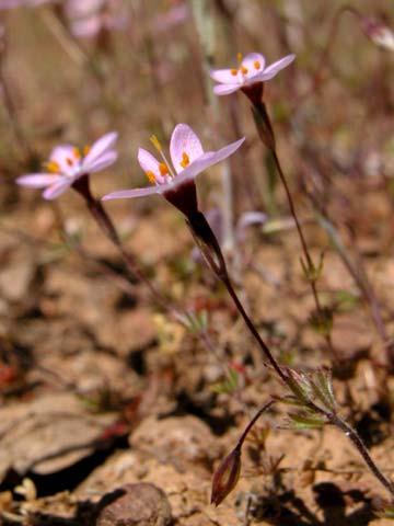 Gilia Polemoniaceae Linanthus