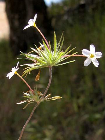 Polemoniaceae Linanthus