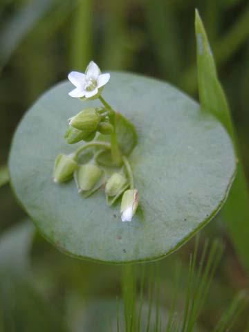 Page 42 of 51 Claytonia exigua ssp.