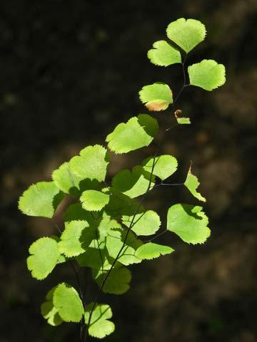 Primulaceae Dodecatheon