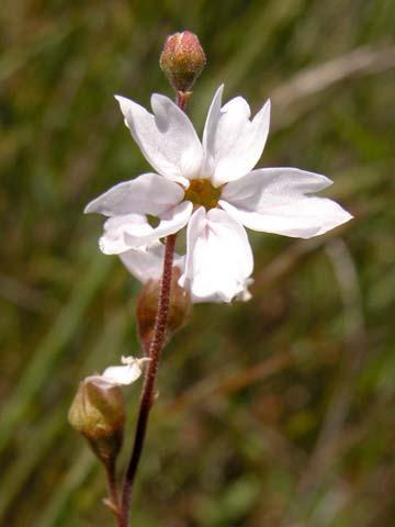 micrantha Small-flower