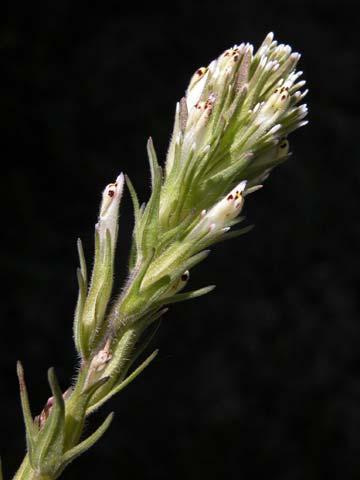 Castilleja affinis ssp.