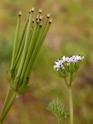 Apiaceae Wild Plants of the
