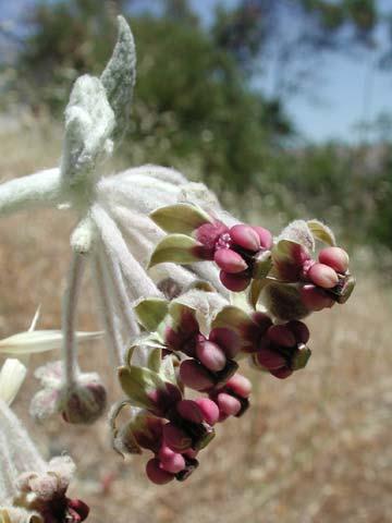 Parsley Apiaceae Vinca