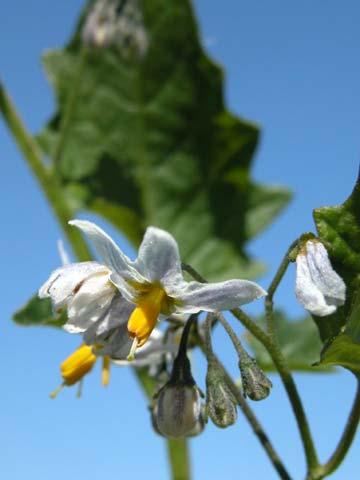 Tobacco Solanaceae Solanum