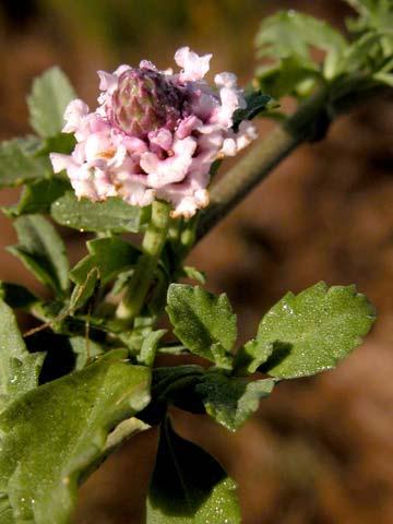Dwarf Stinging Nettle Urticaceae