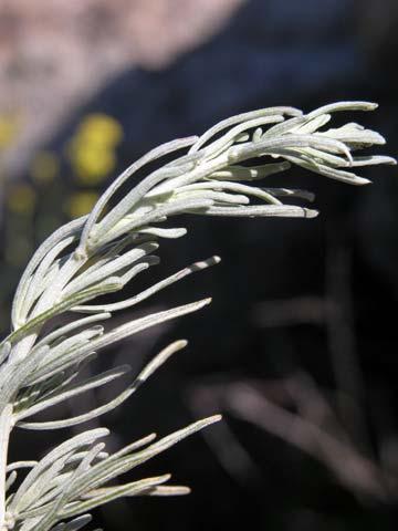 Mayweed Argyranthemum