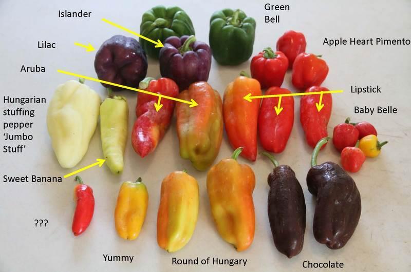 Most peppers produced in the United States are sweet, or bell varieties.