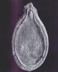 Phytoliths of a squash from coastal Ecuador have also been